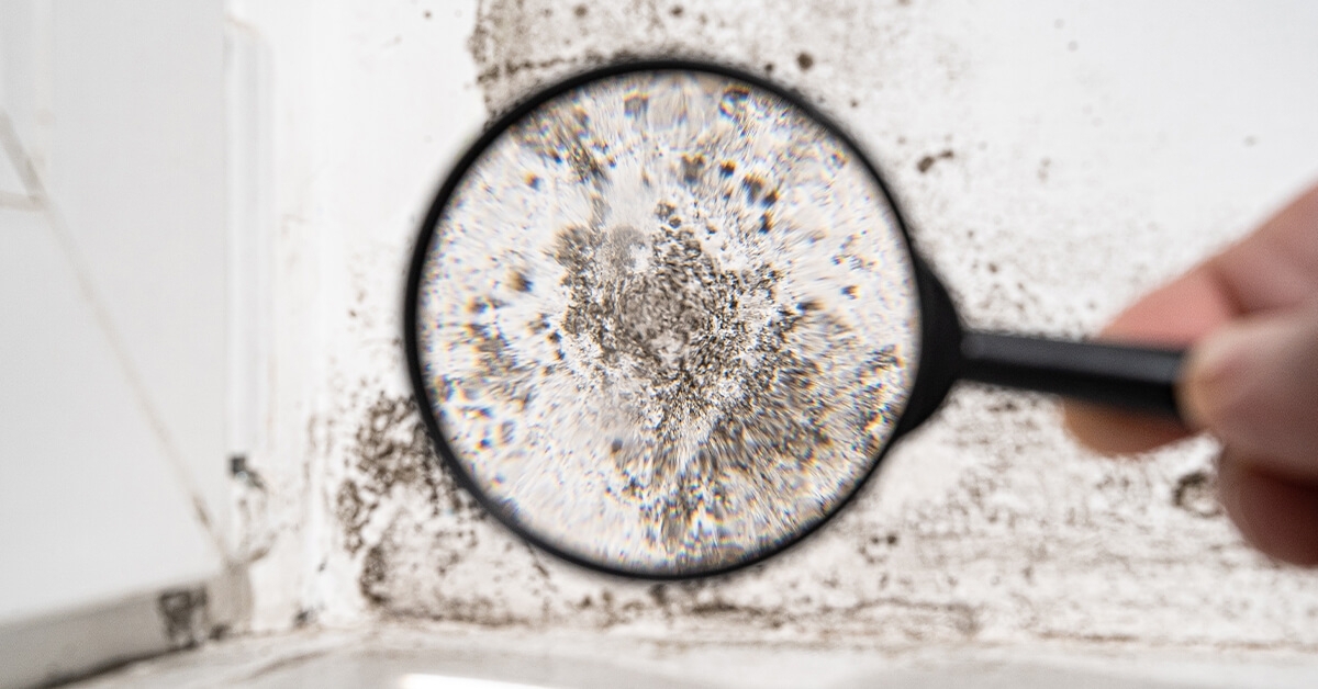 Top Signs Your Home May Need a Mold Inspection