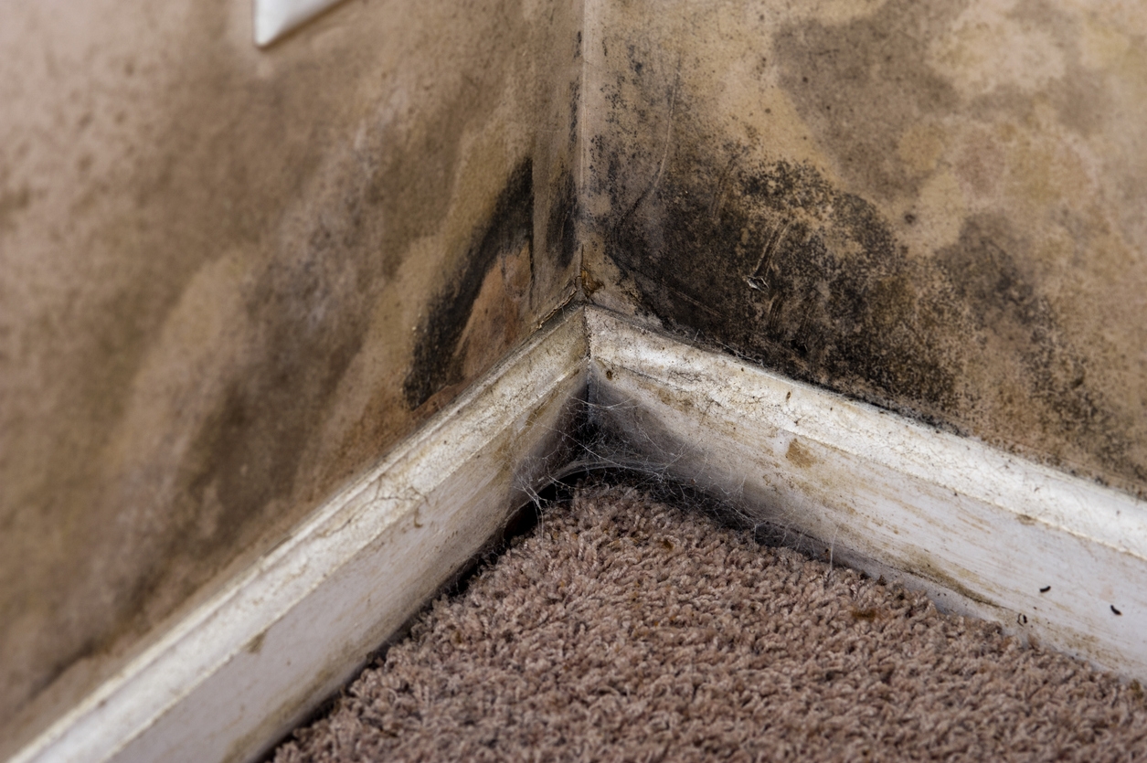 Understanding Mold: Types, Causes, and Common Misconceptions