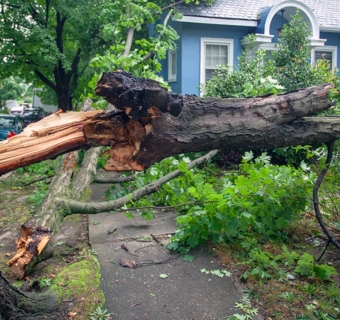 fallen tree after a storm