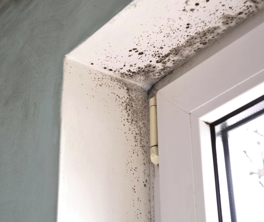 Mold on a wall