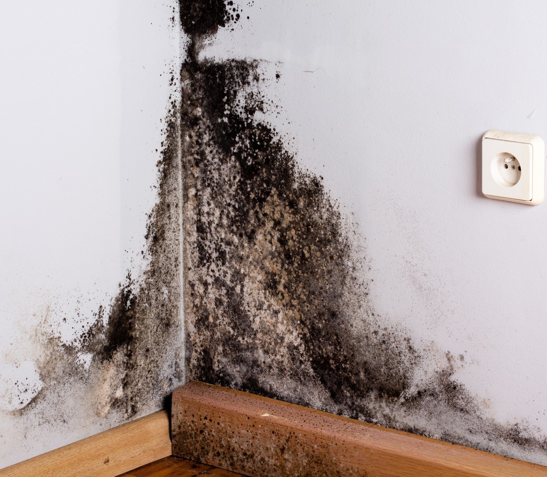 Expert Mold Remediation