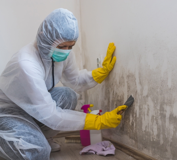 Worker removing mold from wall